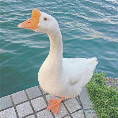 亚新手机版官方登录网站